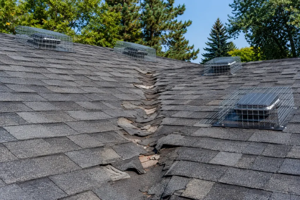 common aftermath of a wildlife removal company's exclusion attempt