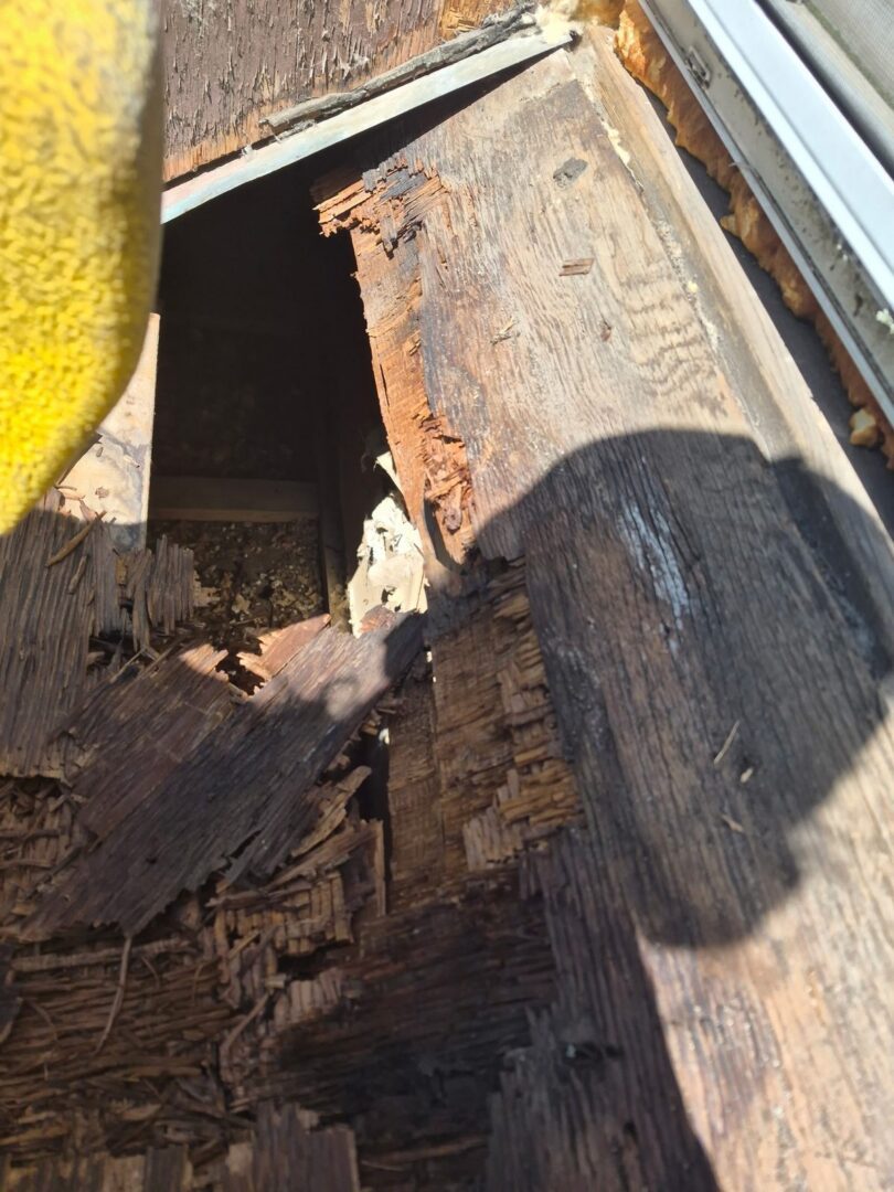 Rotted and delaminated wood sheathing exposed under a roof window in Ajax during tear-out